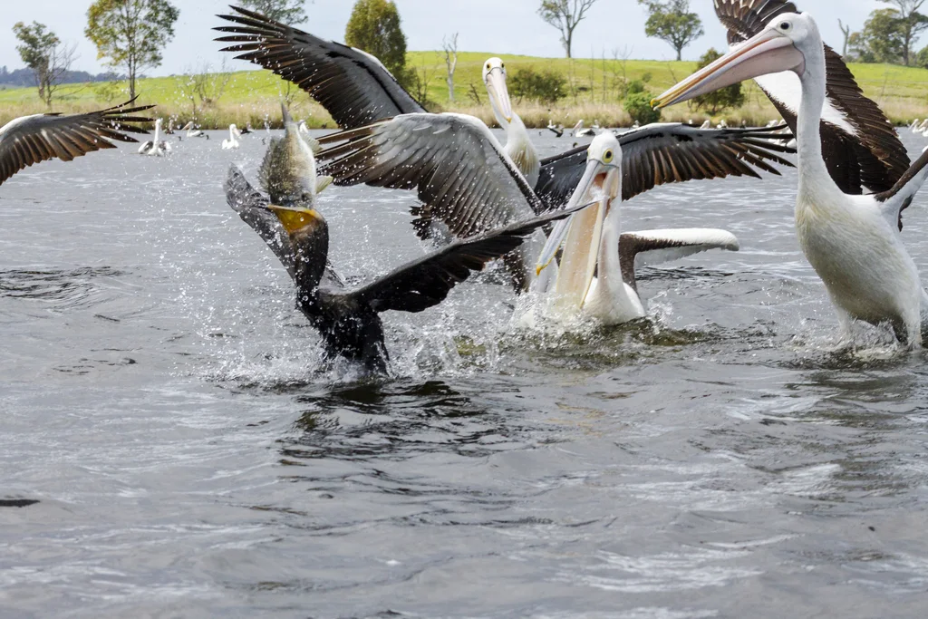 澳洲鹈鹕(Pelecanus conspicillatus)
