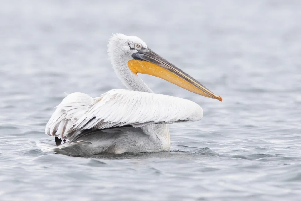 卷羽鹈鹕（Pelecanus crispus）