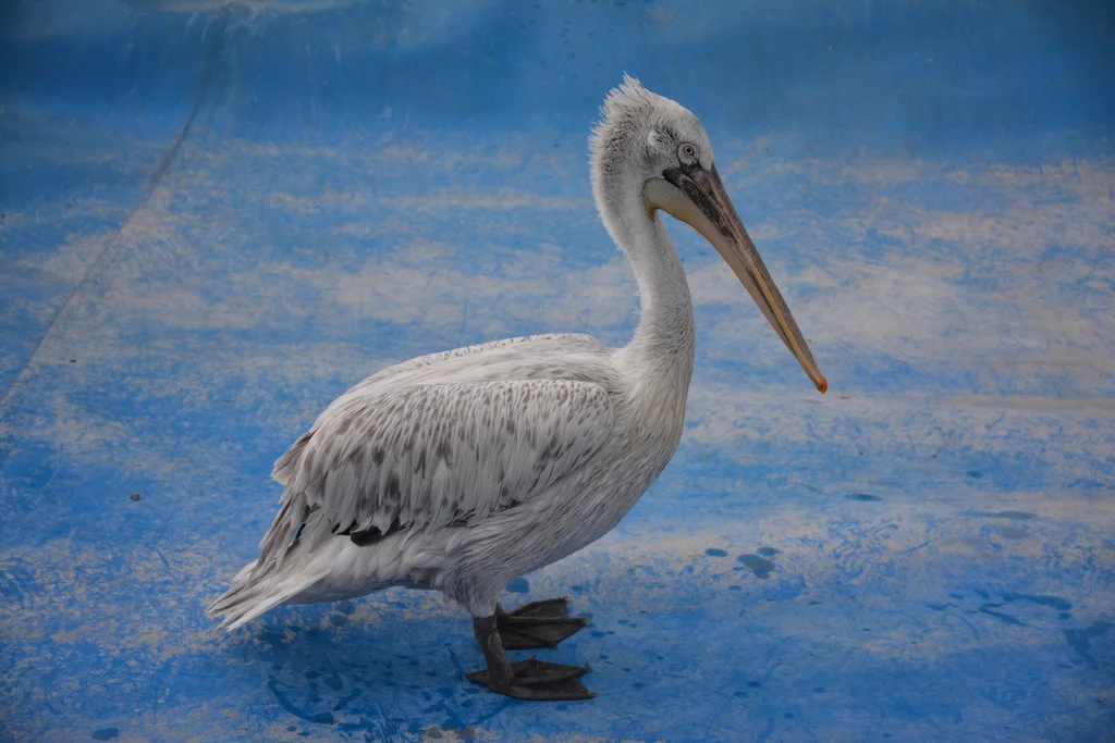 卷羽鹈鹕(Pelecanus crispus)