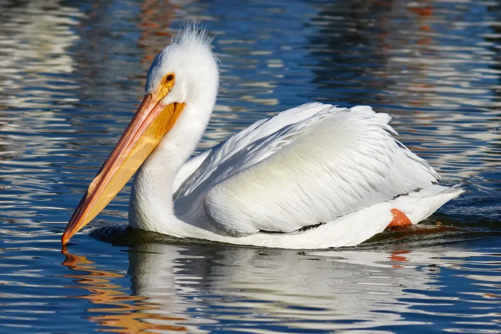 美洲鹈鹕(Pelecanus erythrorhynchos)