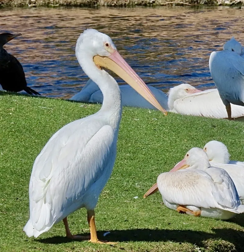 美洲鹈鹕(Pelecanus erythrorhynchos)