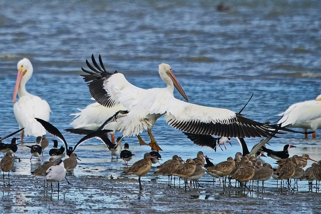 美洲鹈鹕(Pelecanus erythrorhynchos)
