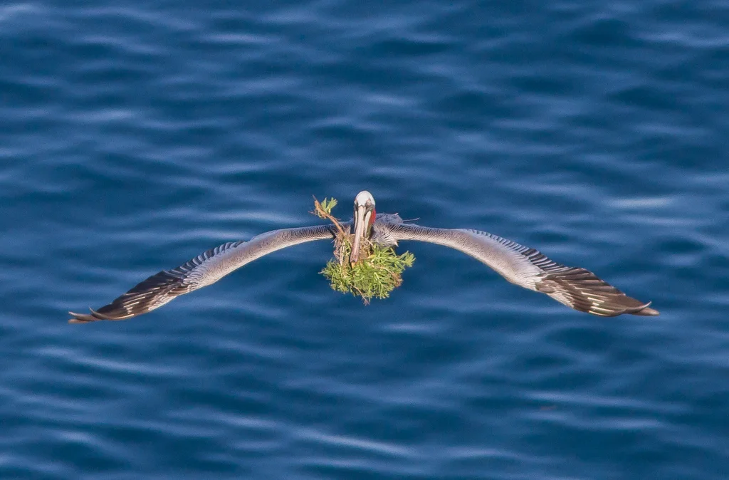 褐鹈鹕(Pelecanus occidentalis)