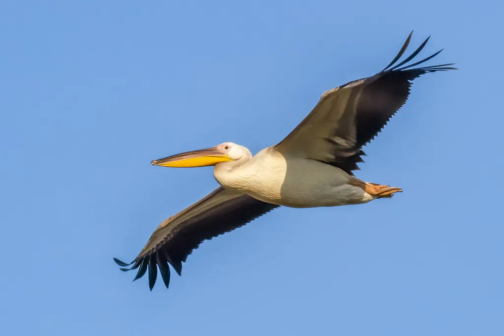 白鹈鹕(Pelecanus onocrotalus)