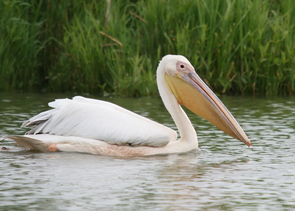 白鹈鹕(Pelecanus onocrotalus)