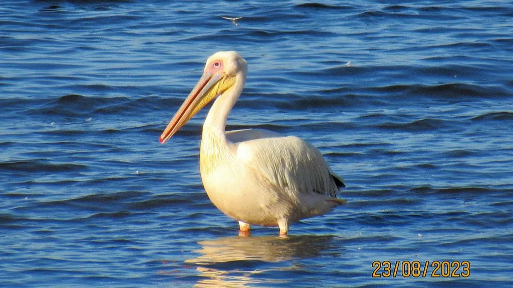 白鹈鹕(Pelecanus onocrotalus)