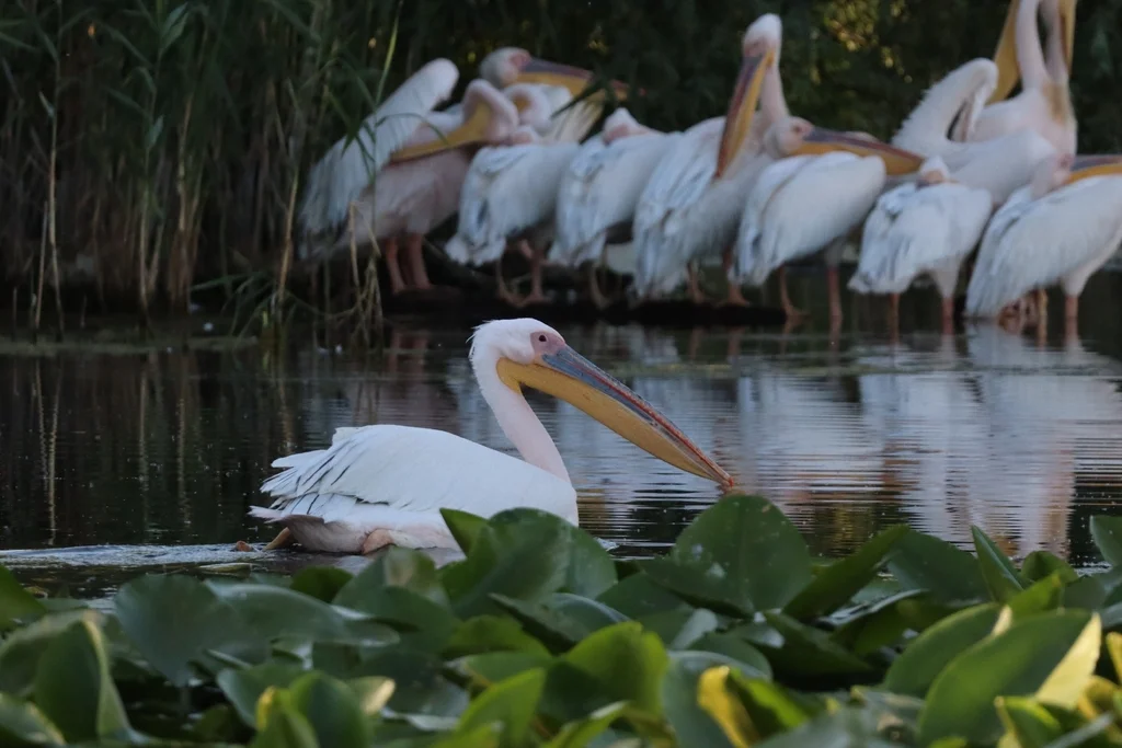 白鹈鹕(Pelecanus onocrotalus)