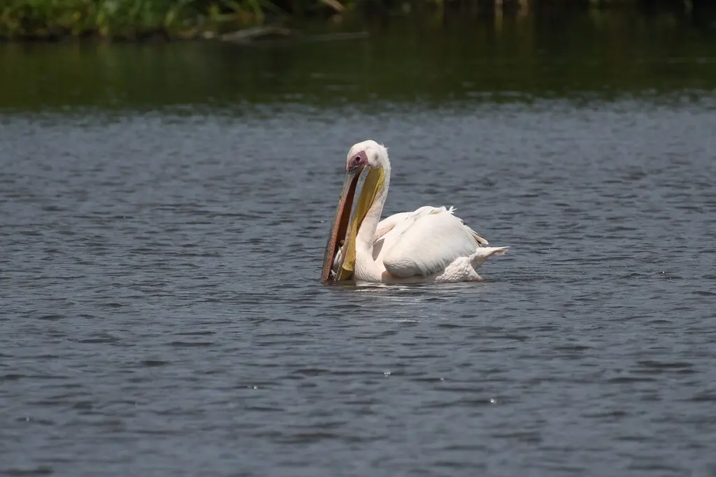 白鹈鹕(Pelecanus onocrotalus)