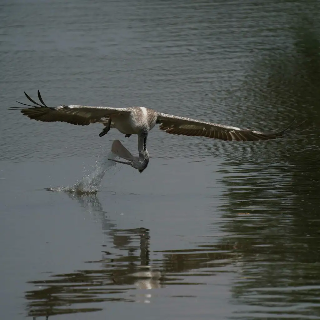 斑嘴鹈鹕(Pelecanus philippensis)