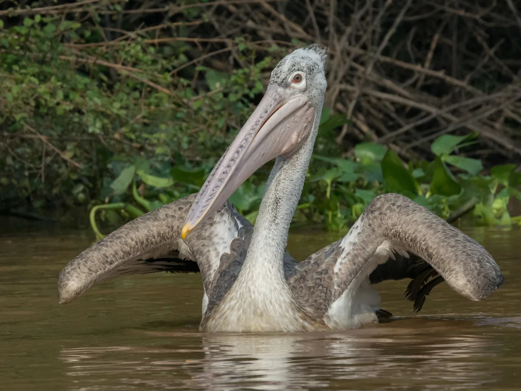 斑嘴鹈鹕(Pelecanus philippensis)