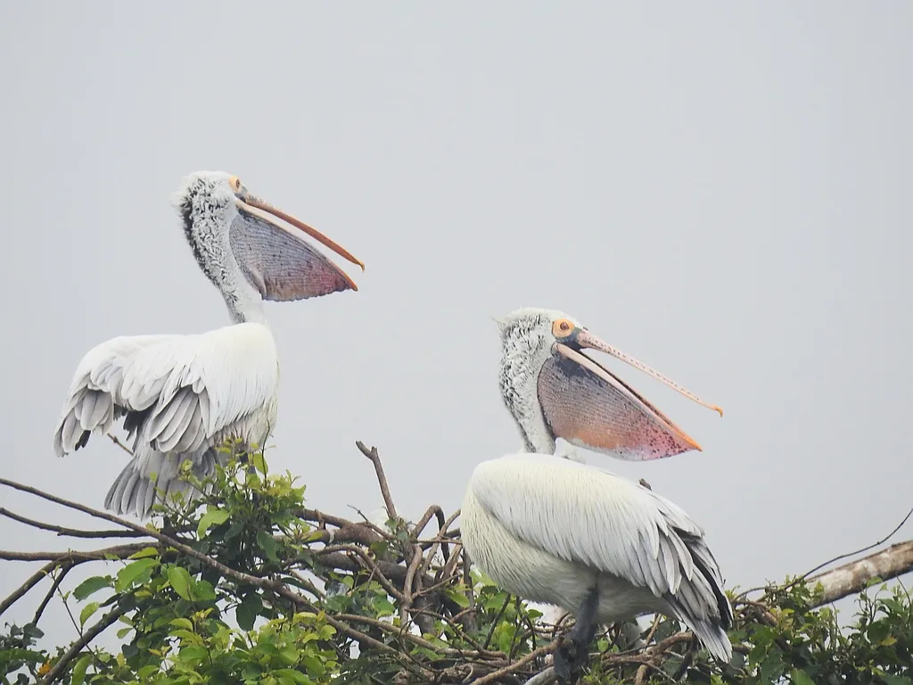 斑嘴鹈鹕(Pelecanus philippensis)
