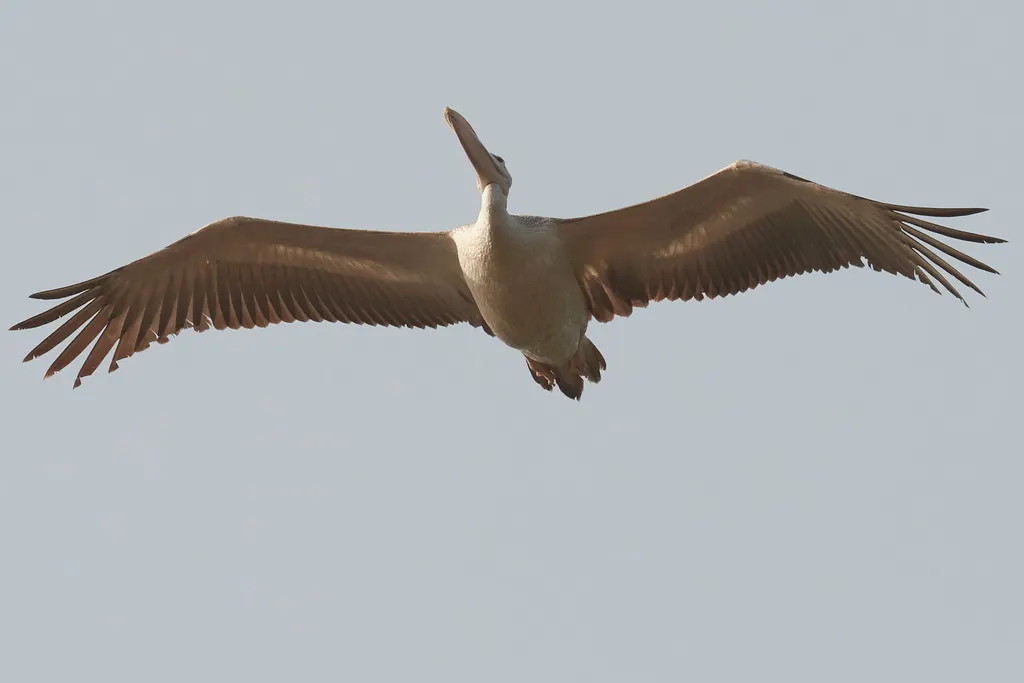 粉红背鹈鹕(Pelecanus rufescens)