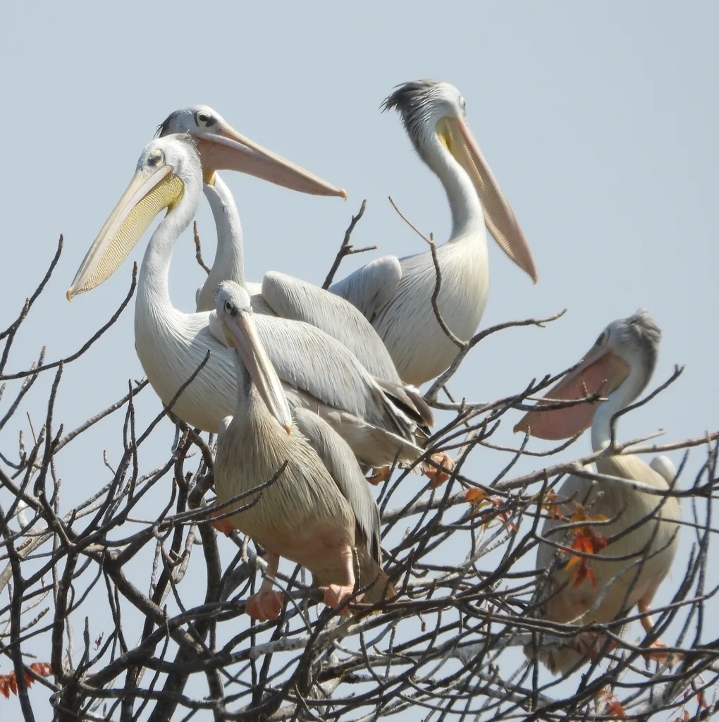 粉红背鹈鹕(Pelecanus rufescens)