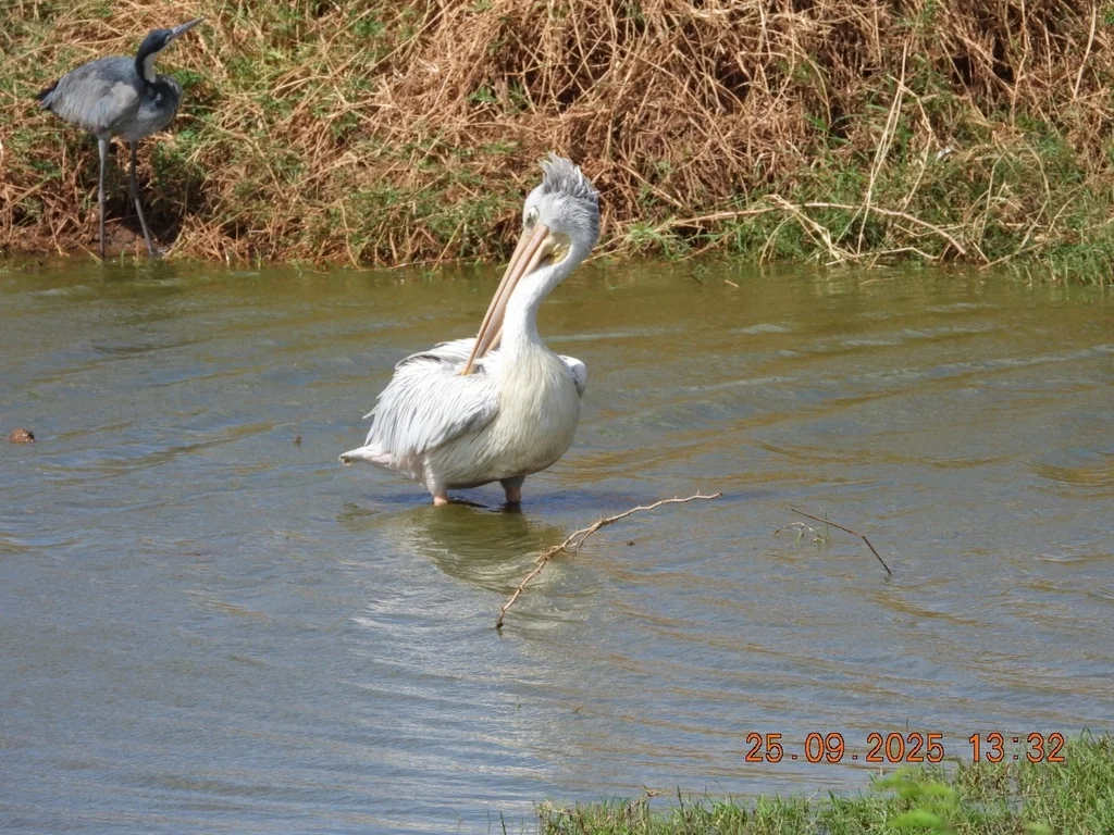 粉红背鹈鹕(Pelecanus rufescens)