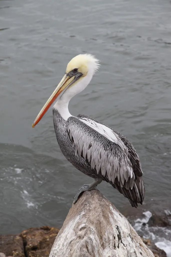 秘鲁鹈鹕(Pelecanus thagus)