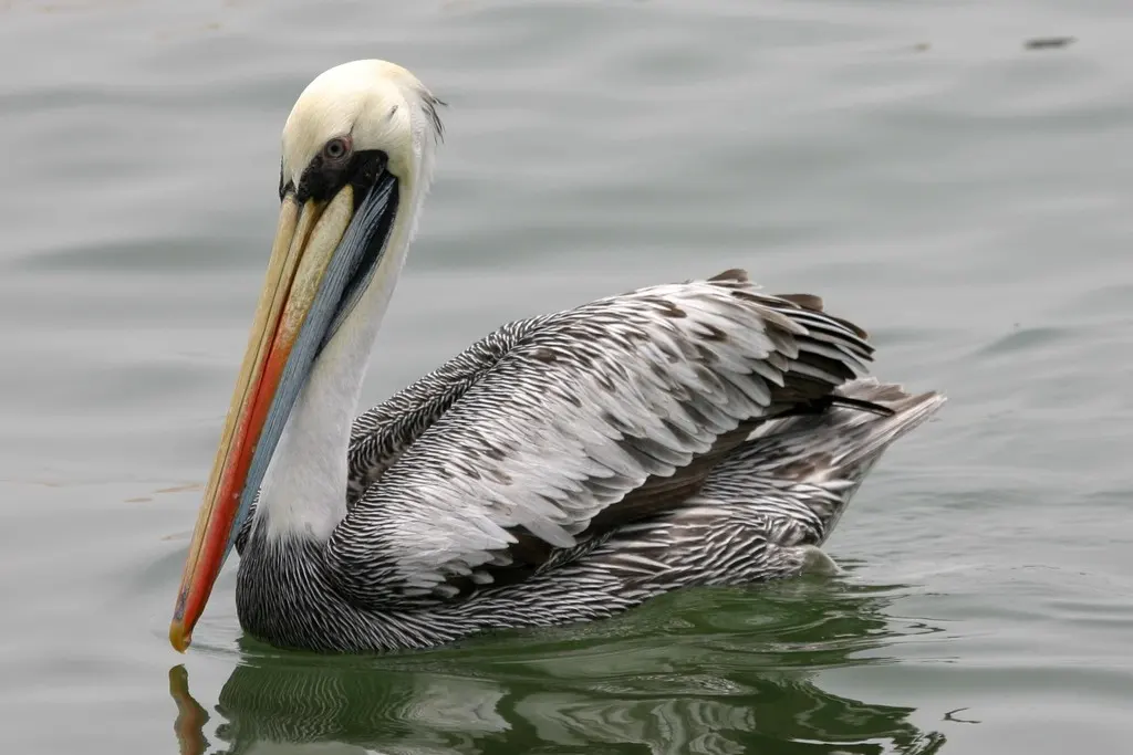 秘鲁鹈鹕(Pelecanus thagus)