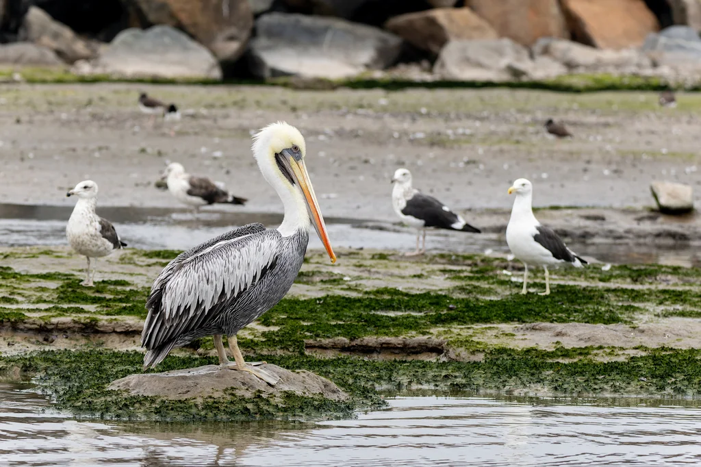 秘鲁鹈鹕(Pelecanus thagus)
