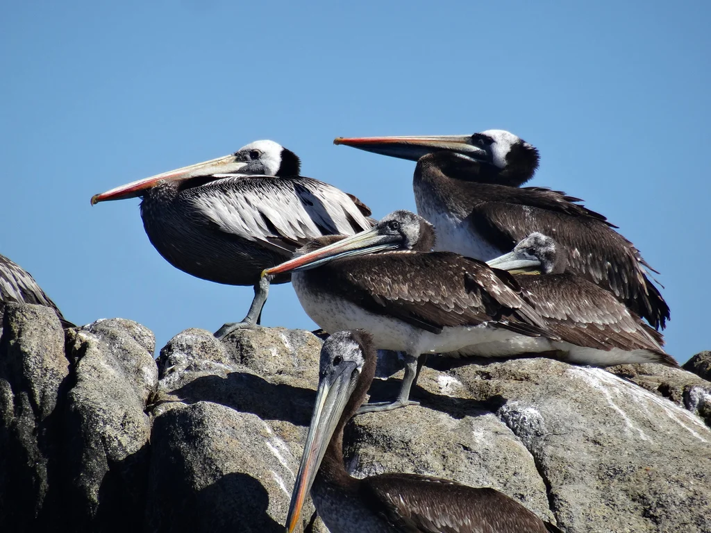 秘鲁鹈鹕(Pelecanus thagus)
