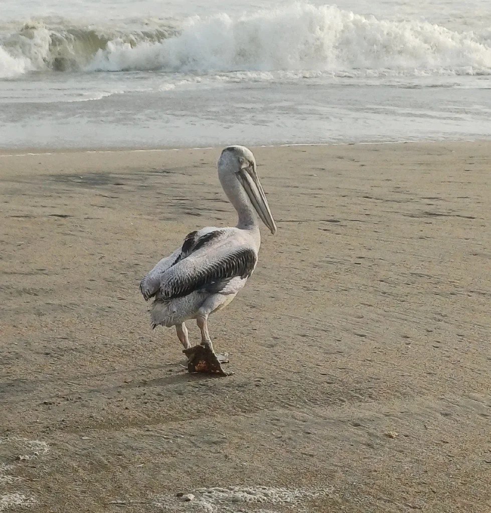 秘鲁鹈鹕(Pelecanus thagus)