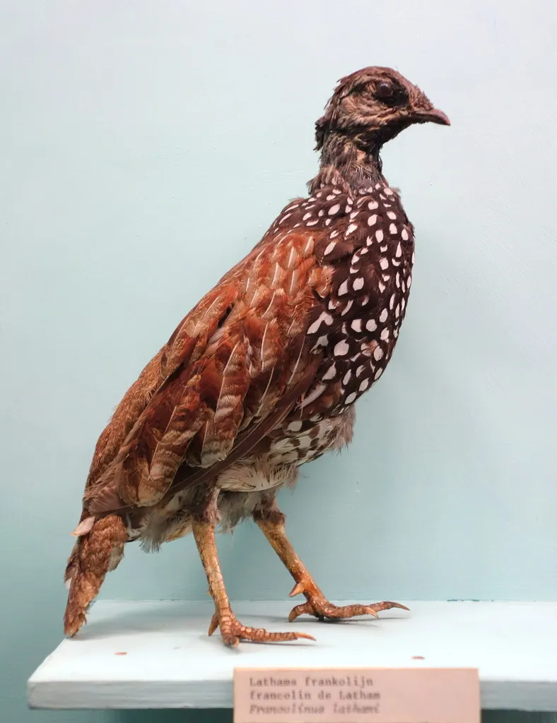 林鹧鸪(Peliperdix lathami)