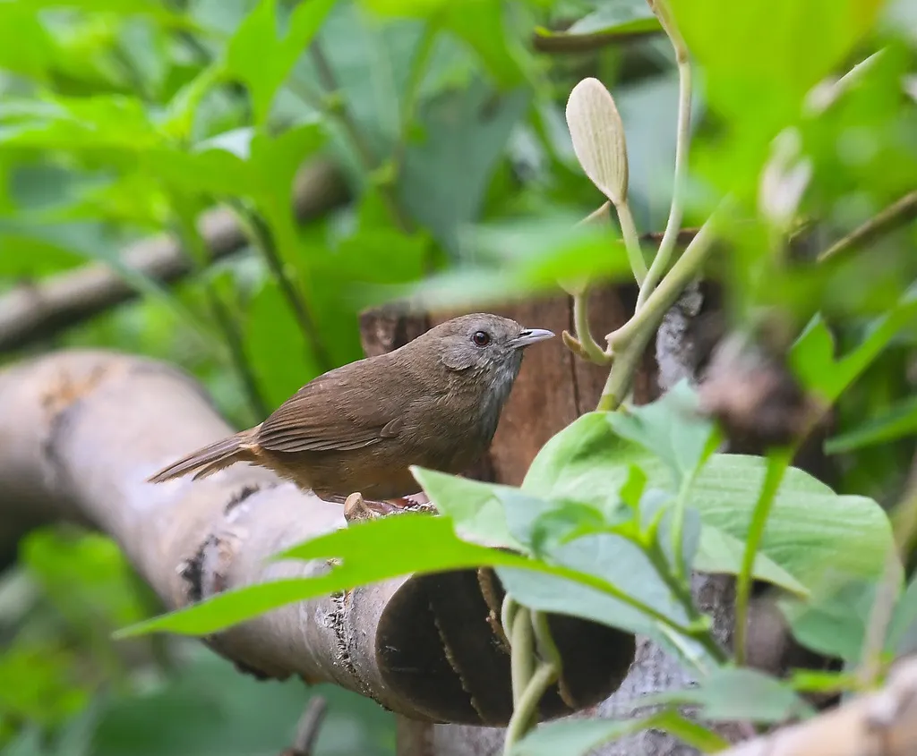 白腹幽鹛(Pellorneum albiventre)