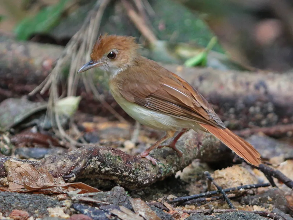 锈色雅鹛(Pellorneum bicolor)