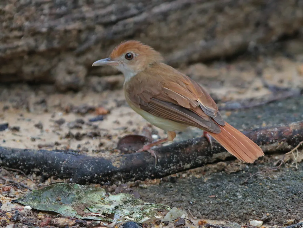 锈色雅鹛(Pellorneum bicolor)