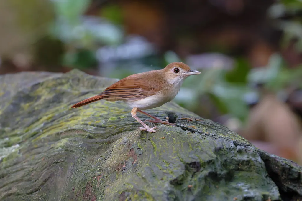锈色雅鹛(Pellorneum bicolor)