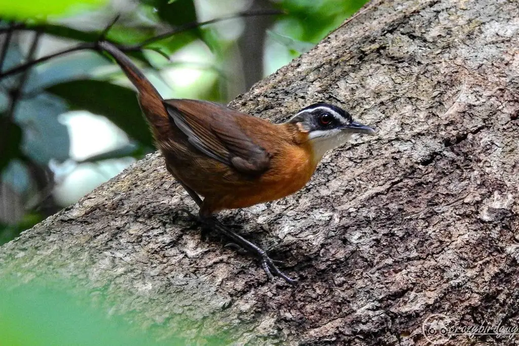 婆罗洲黑冠幽鹛(Pellorneum capistratoides)