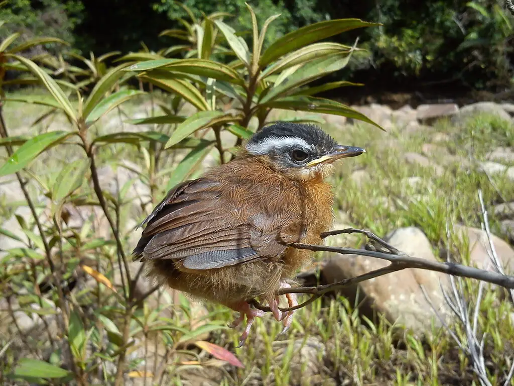 婆罗洲黑冠幽鹛(Pellorneum capistratoides)
