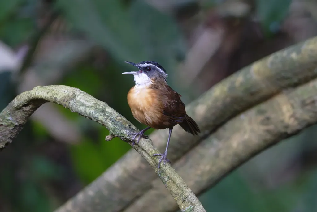 婆罗洲黑冠幽鹛(Pellorneum capistratoides)