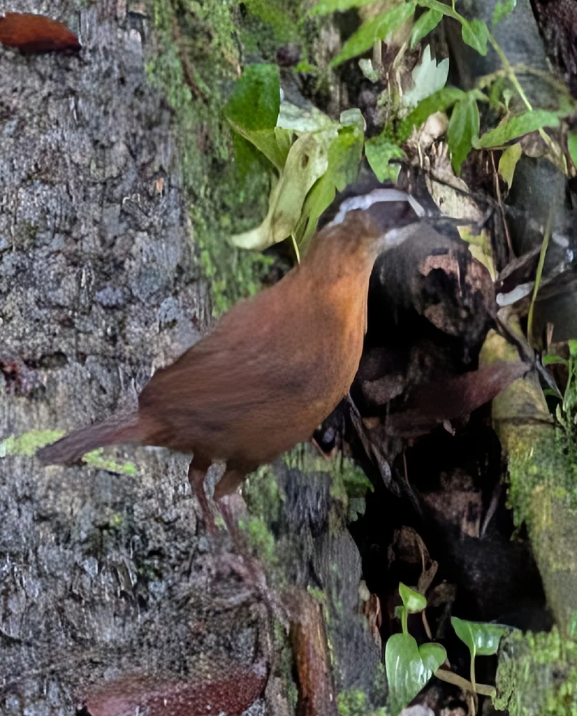 婆罗洲黑冠幽鹛(Pellorneum capistratoides)