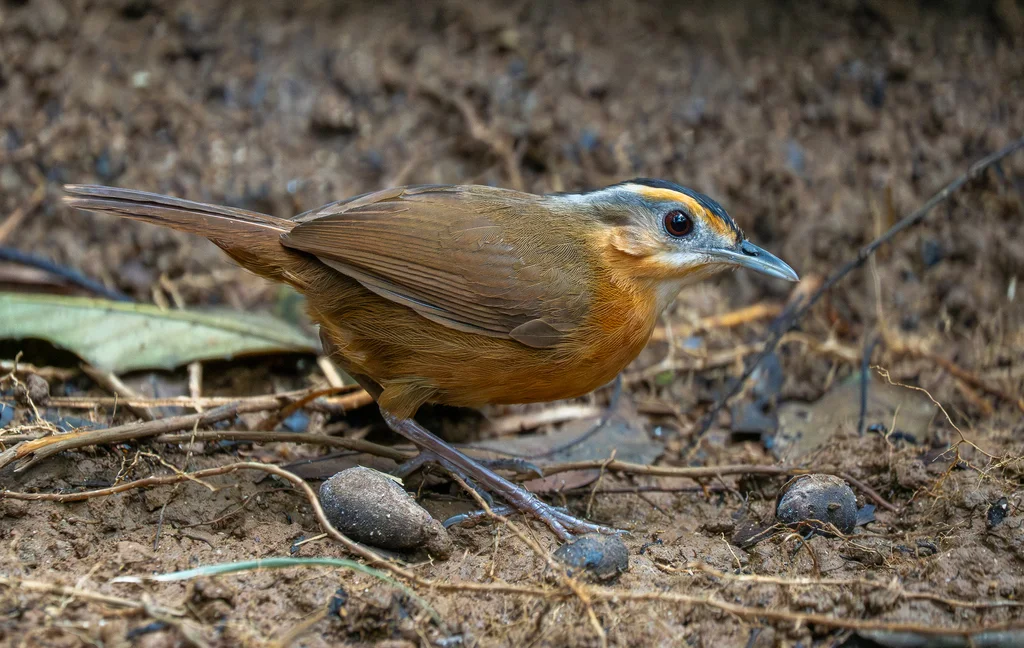 黑冠幽鹛(Pellorneum capistratum)