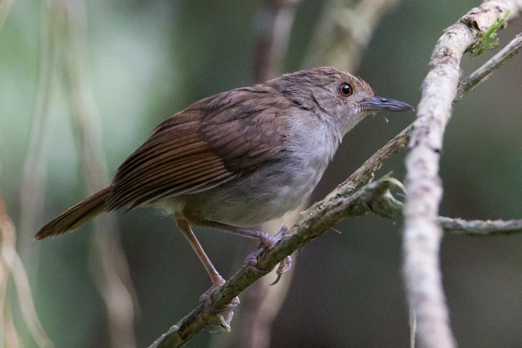 苏拉威西雅鹛(Pellorneum celebense)