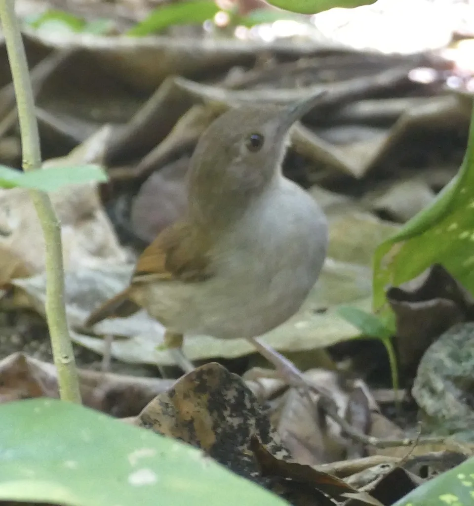 苏拉威西雅鹛(Pellorneum celebense)