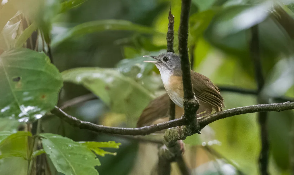 灰头雅鹛(Pellorneum cinereiceps)