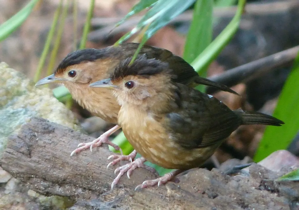 褐冠幽鹛(Pellorneum fuscocapillus)