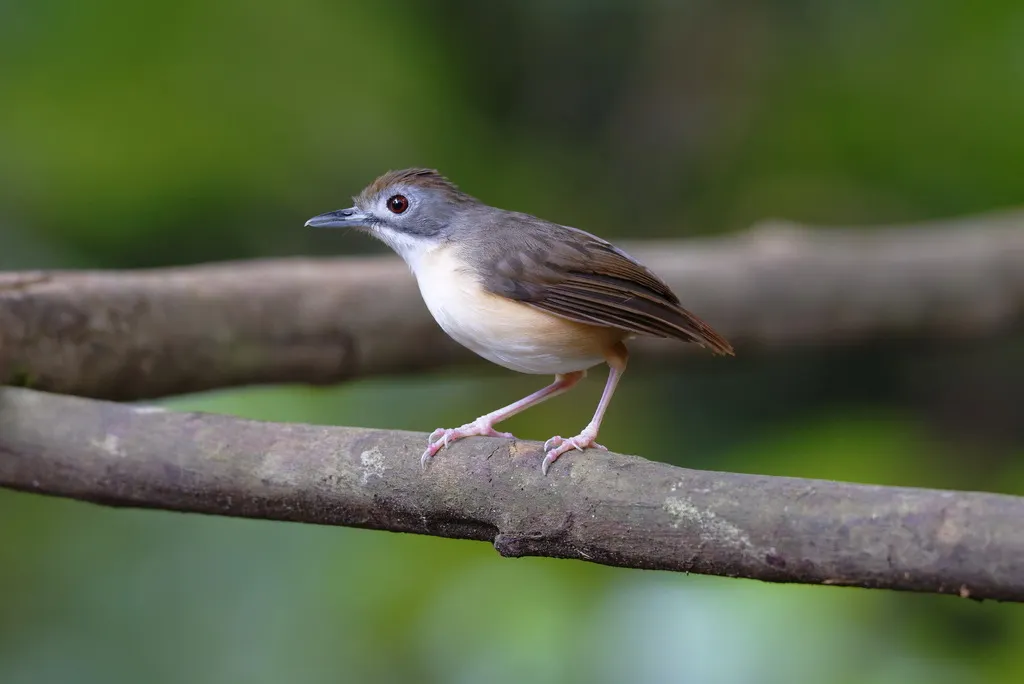 短尾雅鹛(Pellorneum malaccense)