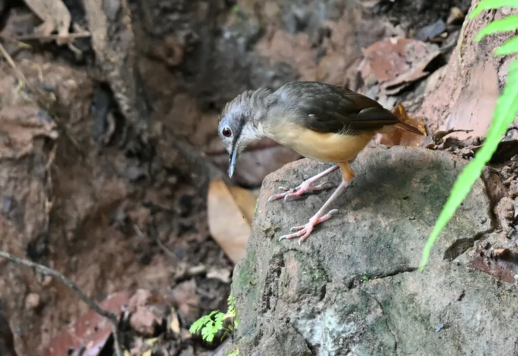 短尾雅鹛(Pellorneum malaccense)