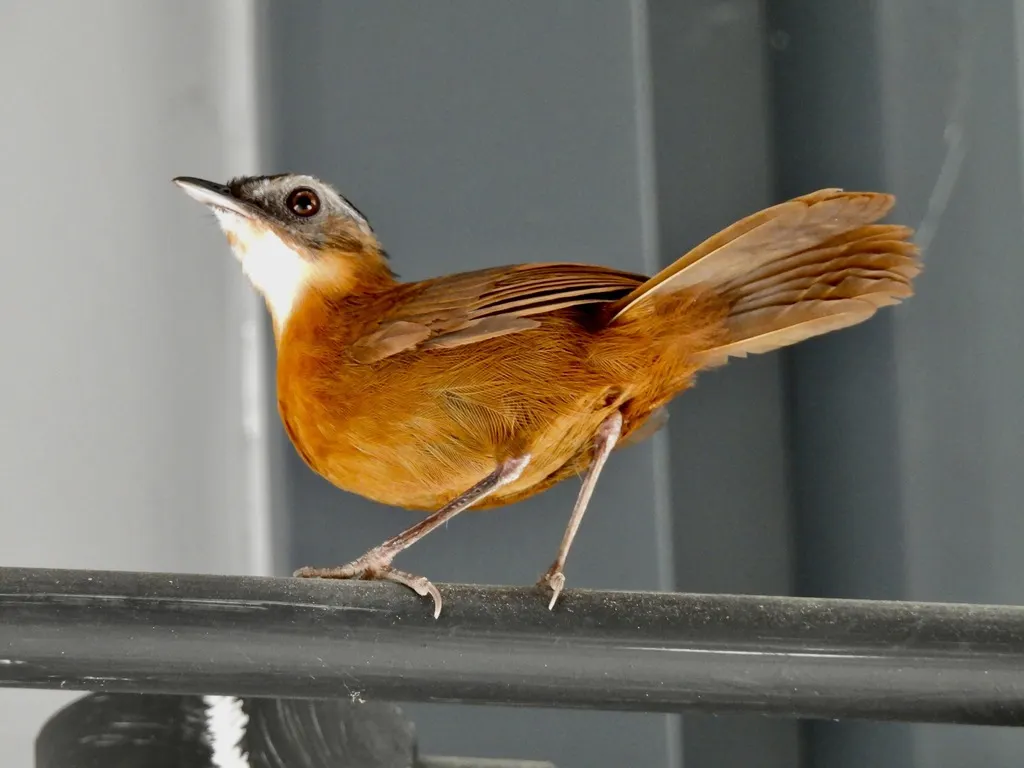 马来黑冠幽鹛(Pellorneum nigrocapitatum)