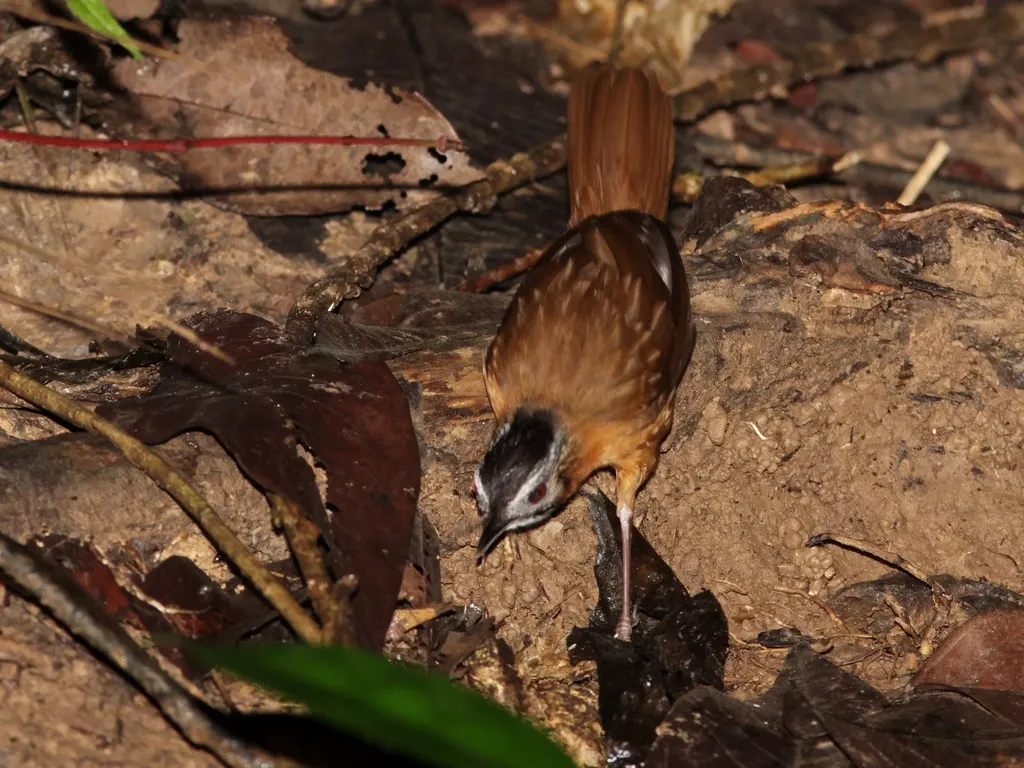 马来黑冠幽鹛(Pellorneum nigrocapitatum)