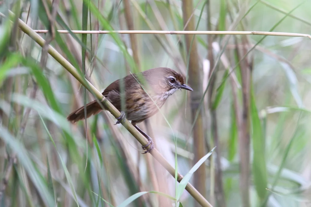 沼泽幽鹛(Pellorneum palustre)