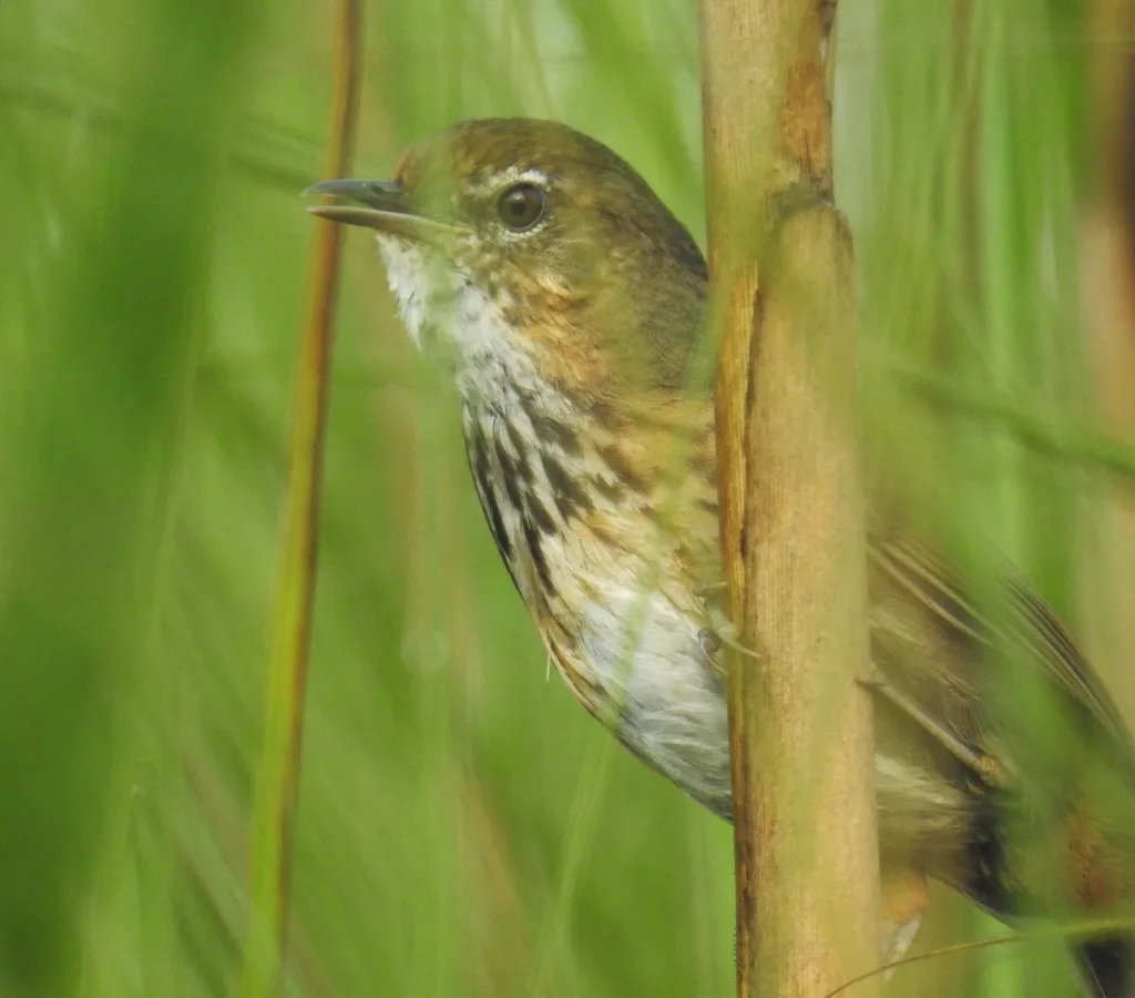 沼泽幽鹛(Pellorneum palustre)