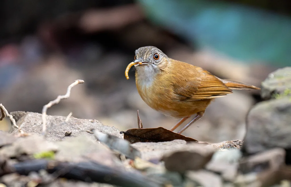 泰氏幽鹛(Pellorneum pyrrogenys)