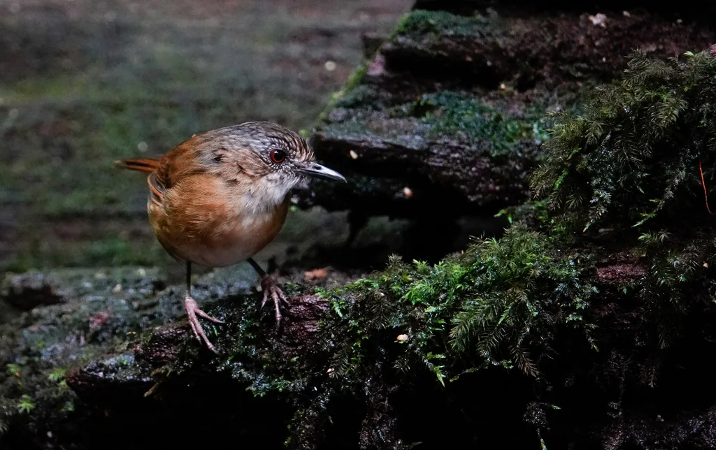 泰氏幽鹛(Pellorneum pyrrogenys)