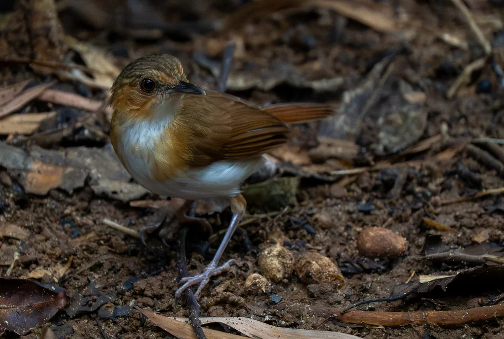 泰氏幽鹛(Pellorneum pyrrogenys)