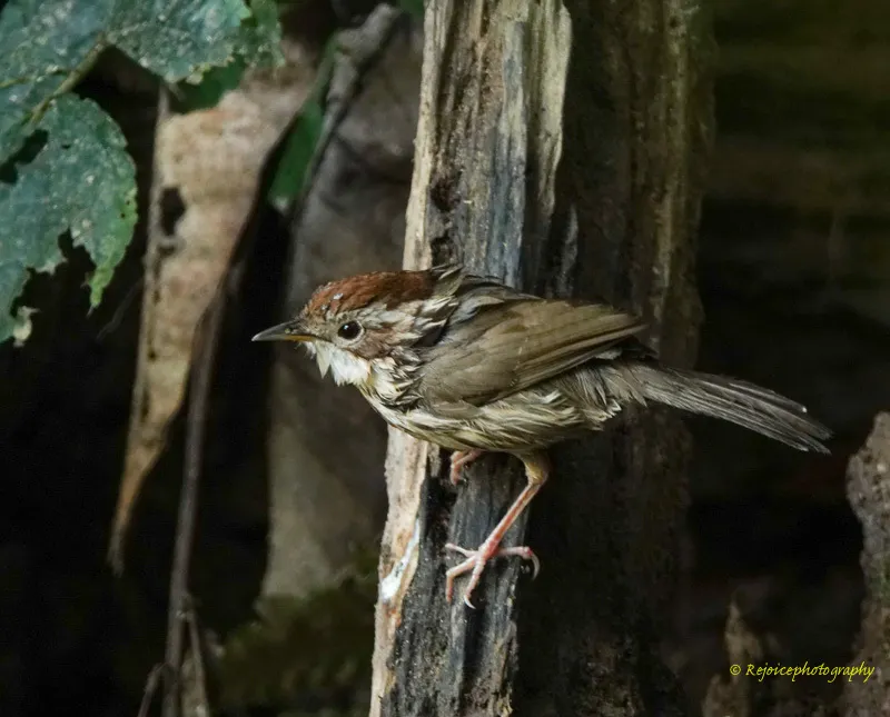 棕头幽鹛(Pellorneum ruficeps)