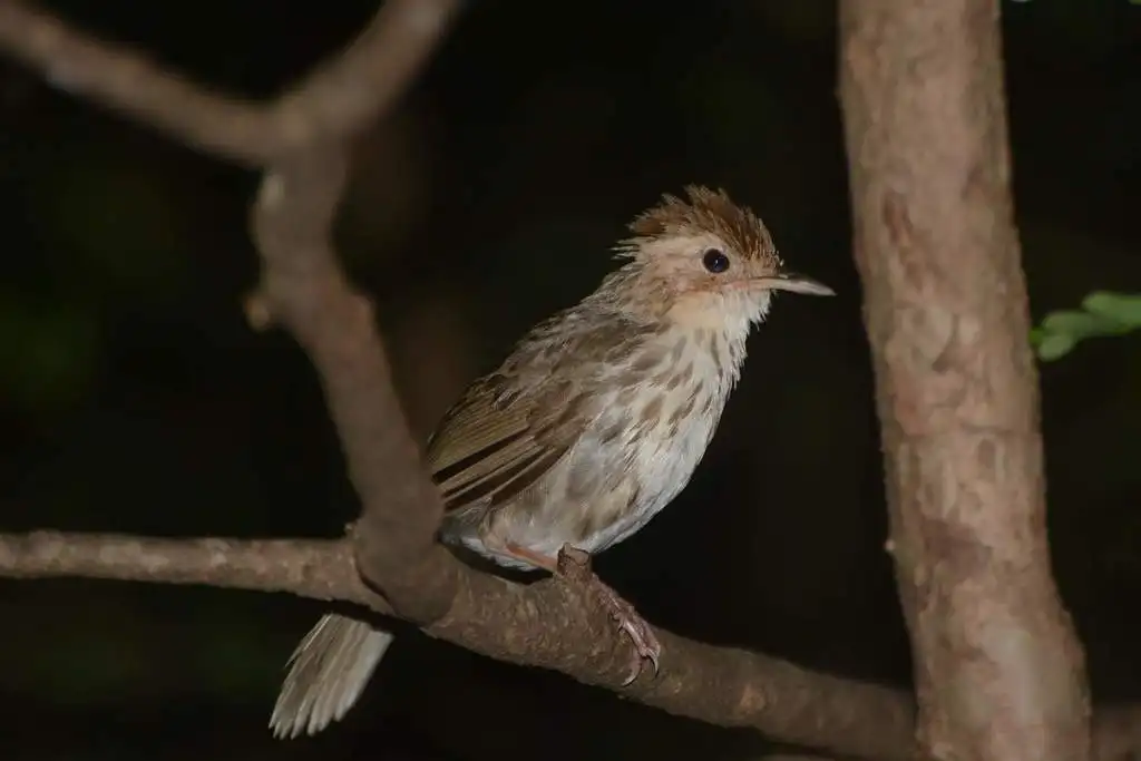 棕头幽鹛(Pellorneum ruficeps)