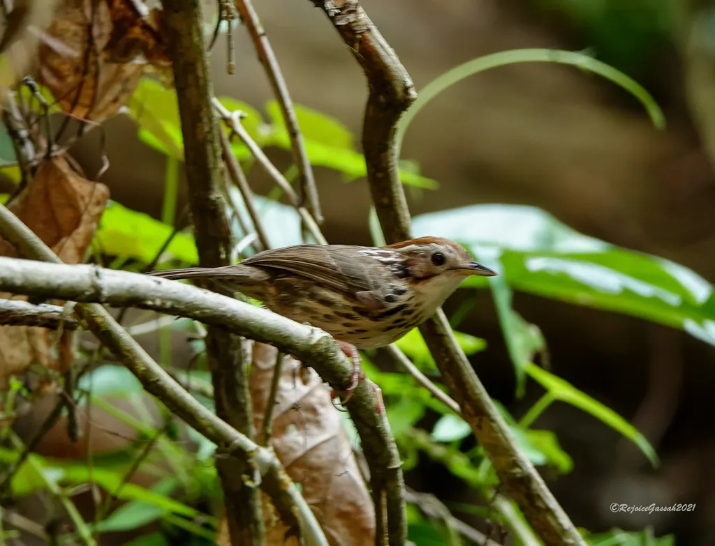 棕头幽鹛(Pellorneum ruficeps)