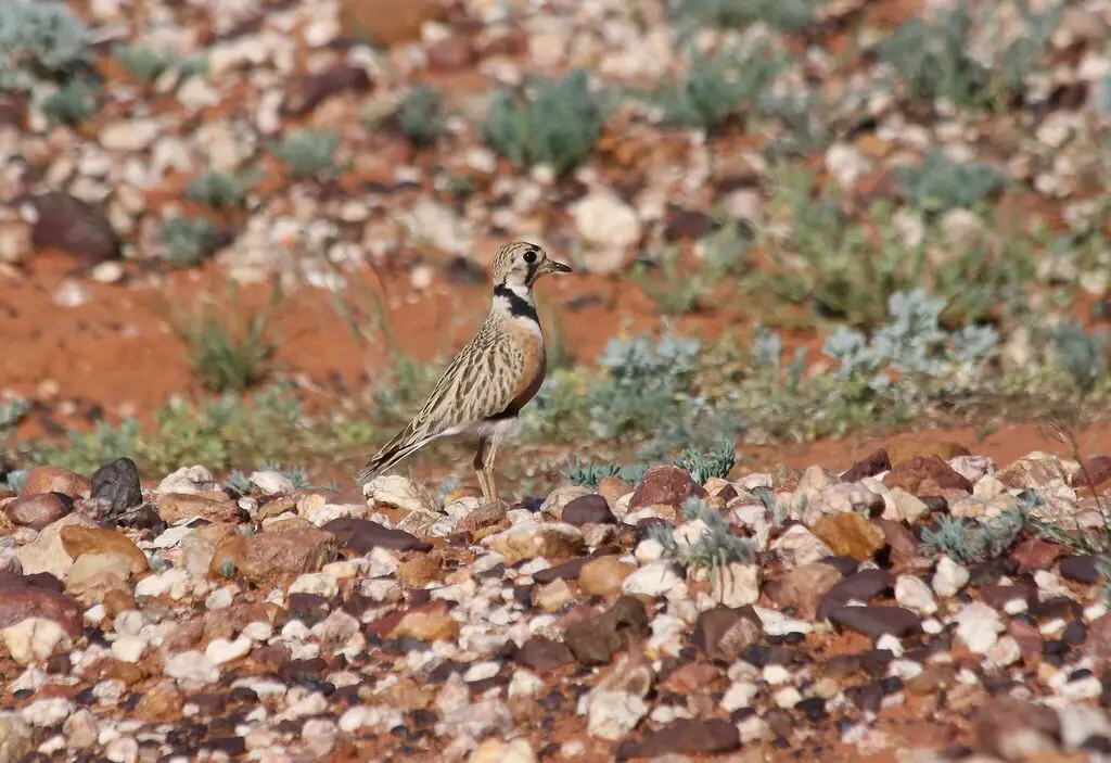 澳洲小嘴鸻(Peltohyas australis)